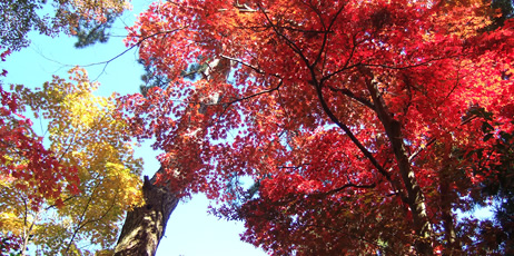 市島邸の紅葉